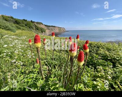 Red Hot Poker plantes du sommet des falaises de Robin Hood's Bay Banque D'Images