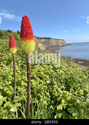 Red Hot Poker plantes du sommet des falaises de Robin Hood's Bay Banque D'Images