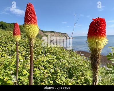 Red Hot Poker plantes du sommet des falaises de Robin Hood's Bay Banque D'Images