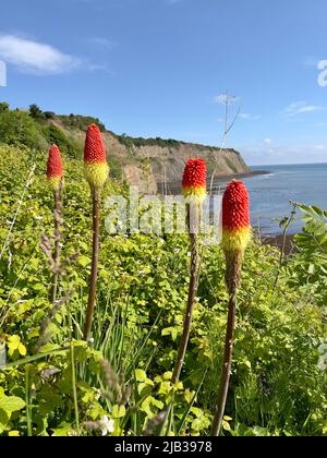 Red Hot Poker plantes du sommet des falaises de Robin Hood's Bay Banque D'Images