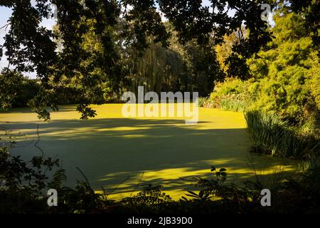 Lac aux jardins de Beth Chatto Banque D'Images