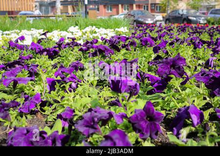 Fleurs pétunia violettes dans le lit de fleurs de la ville. Mise au point sélective. Banque D'Images