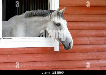 Gros plan d'un cheval blanc en regardant de sa fenêtre de décrochage. Photo horizontale, il y a de l'espace libre pour le texte. Banque D'Images