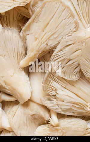 Gros plan d'un groupe de champignons comestibles fraîchement lavés préparés pour la cuisson. Fond de texture organique. Banque D'Images
