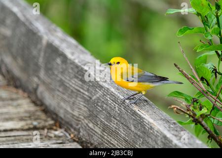 paruline sur une passerelle en bois Banque D'Images