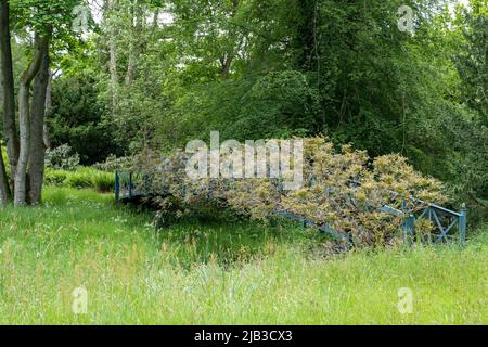 Pont avec wisteria à Lilburn Tower, près de Wooler, Northumberland, Royaume-Uni, un manoir de jardins ouverts par le National Gardens Scheme. Banque D'Images