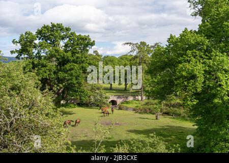 Vue avec les chevaux à la tour Lilburn, près de Wooler, Northumberland, Royaume-Uni, un manoir de jardins ouverts par le National Gardens Scheme. Banque D'Images