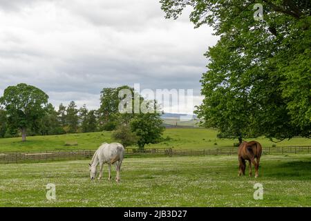 Vue avec les chevaux à la tour Lilburn, près de Wooler, Northumberland, Royaume-Uni, un manoir de jardins ouverts par le National Gardens Scheme. Banque D'Images