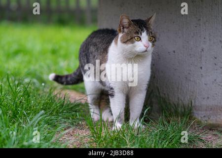 Un chat rouge est en train d'errer dans la cour. Banque D'Images