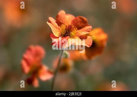 Gros plan sur les fleurs de Geum 'Reine d'Orange' Banque D'Images