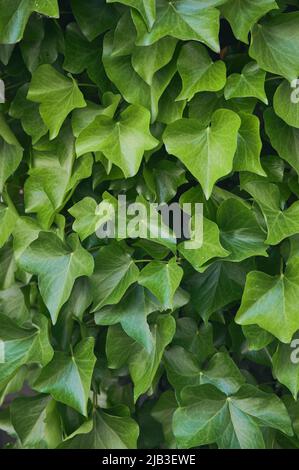 photo couleur verticale des feuilles de lierre verte Banque D'Images