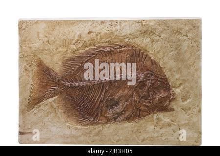 Fossile d'un poisson plat semblable à un flet isolé sur fond blanc Banque D'Images