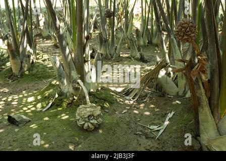 Fruits du palmier de Nipa (Golpata) : le palmier de Nipa, connu localement sous le nom de golpata/golpati/gulag/jahk (thaï) Nypa fruticans, est un membre de la famille des Arecaceae (= Palmae). C'est une espèce de mangrove, répartie dans les mangroves d'Asie, d'Océanie et de la côte est de l'Afrique. Nipa se trouve généralement dans les mangroves le long des rives des rivières et des ruisseaux, et a besoin d'une inondation régulière. Dans les Sundarbans, il pousse dans des zones légèrement et modérément salines. Les habitants du sud-ouest du Bangladesh, à savoir Ramu, Cox’s Bazar, cultivent la nipa dans les champs agricoles dans une mesure limitée pour un usage domestique. La cendre de racine est utile Banque D'Images