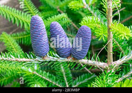 Trois jeunes cônes de couleur lila sur une branche de sapin coréen (Abies koreana) Banque D'Images