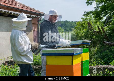 Deux apiculteurs ouvrent la ruche pour inspecter les abeilles. Un apiculteur tient un fumeur pour calmer les abeilles dans un apiculteur. Concept d'apiculture Banque D'Images