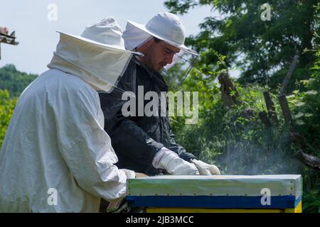 Deux apiculteurs portant des vêtements de travail de protection dans un ruche inspectent la ruche lors d'une journée de printemps ensoleillée. Concept d'apiculture Banque D'Images