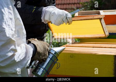 Les apiculteurs inspectent les cadres de la ruche lors d'une journée de printemps ensoleillée dans un apiculteur. Concept d'apiculture. Gros plan, mise au point sélective Banque D'Images