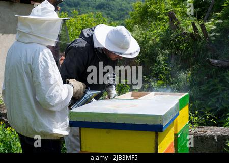 Les apiculteurs portant des vêtements de travail protecteurs dans un apiculteur inspectent les abeilles dans la ruche et les fument avec un fumeur pour les calmer. Concept d'apiculture Banque D'Images