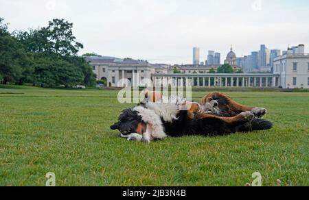 Le chien de montagne bernois roule sur l'herbe Banque D'Images