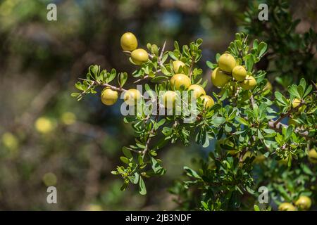 Argan fruit, parc ISK n Mansour, route d'Essaouira à Agadir, maroc, afrique Banque D'Images