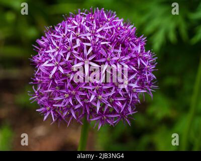 Globe violet de l'oignon ornemental fleuri du début de l'été, Allium 'Purple sensation' Banque D'Images