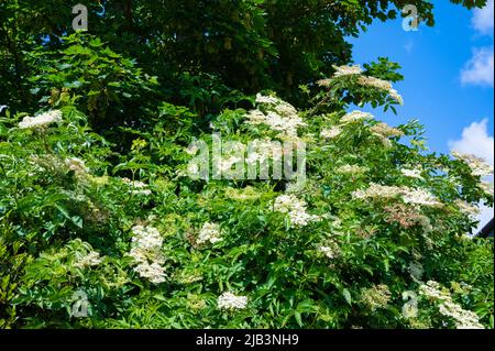 Grappes de fleurs de sureau blanches qui poussent sur un arbre d'âge (Sambucus nigra), l'Elderberry noire européenne AKA, à la fin du printemps (juin), dans l'ouest du Sussex, au Royaume-Uni. Banque D'Images