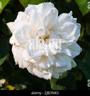 Double fleur blanche parfumée de la fleur de la rose anglaise David Austin, cathédrale de Winchester Banque D'Images