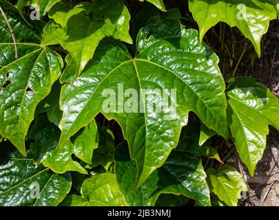 Une seule grande feuille de super-réducteur japonais (Parthenocissus tricuspidata), AKA Boston ivy, Grape ivy, Japanese ivy & Woodbine au printemps en Angleterre, au Royaume-Uni. Banque D'Images