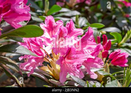 Rose vif Rhododendron hybridum Cosmopolitan fleurs fleuries avec des feuilles vertes dans le jardin au printemps. Banque D'Images
