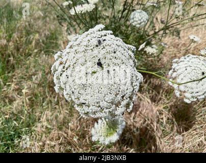 Daucus carota connu sous le nom de fleur de carotte sauvage plante gros plan Banque D'Images