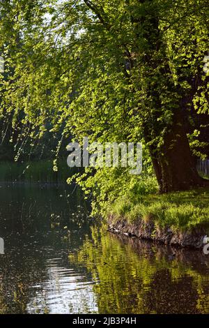 Arbre à côté de l'eau dans le parc de domaine Rivierenhof, Anvers - Belgique Banque D'Images