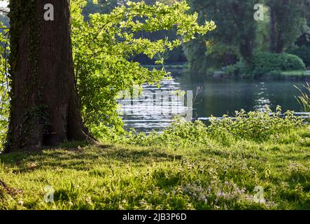 Arbre à côté de l'eau dans le parc de domaine Rivierenhof, Anvers - Belgique Banque D'Images