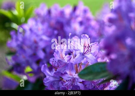Fleurs de Rhododendron ponticum - vue rapprochée Banque D'Images