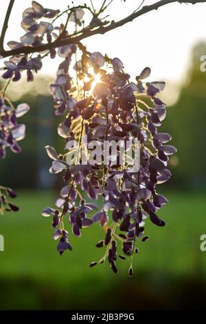 Eastern Redbud - Cerci fleurit sur l'arbre au coucher du soleil dans le domaine provincial Rivierenhof Park - Anvers Belgique Banque D'Images