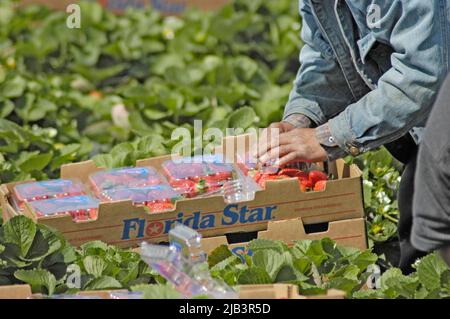 Récolte de fraisiers en plein champ dans le centre de la Floride en mars hiver par des travailleurs migrants de fermes agricoles latino-américaines d'origine hispanique d'Amérique centrale Banque D'Images