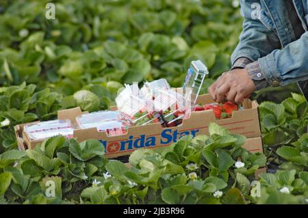 Récolte de fraisiers en plein champ dans le centre de la Floride en mars hiver par des travailleurs migrants de fermes agricoles latino-américaines d'origine hispanique d'Amérique centrale Banque D'Images