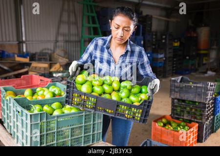 Une agricultrice a empilé des boîtes de tomates vertes dans un entrepôt agricole Banque D'Images