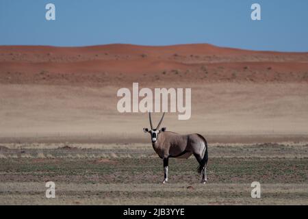 Gemsbok avec une dune de sable orange en Namibie Banque D'Images