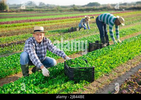 Workman récolte de la salade de maïs vert sur le terrain agricole Banque D'Images