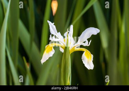 Un Iris orientalis blanc avec des plantes vertes en arrière-plan Banque D'Images