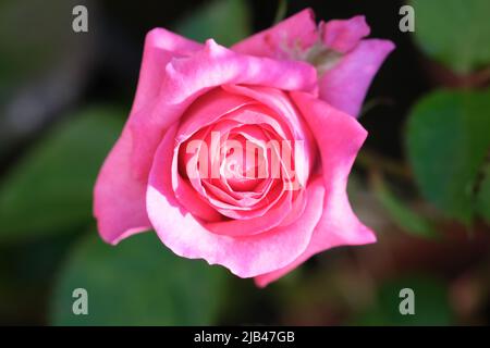 Vue sur Rosebud. Image d'arrière-plan de rose, couleur pastel fraîche. Rosier dans le jardin. Gros plan de pétales de rose. Vue de dessus, couleur pastel rose corail Banque D'Images