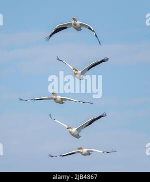 Troupeau de pélicans blancs américains (Pelecanus erythrorhynchos) en vol Frank Lake, Alberta, Canada Banque D'Images