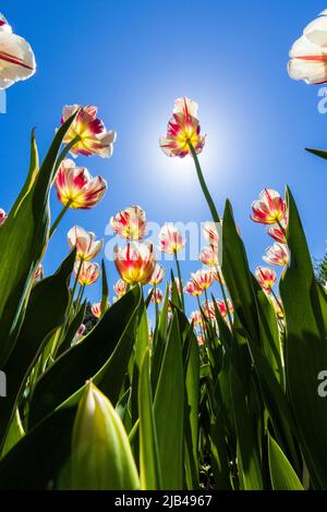 Tulipes spectaculaires au printemps, vue grand angle Banque D'Images