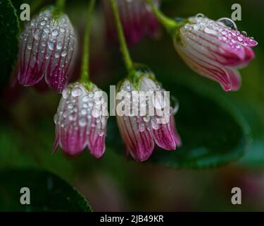 Gouttelettes d'eau sur les fleurs et les feuilles - gouttes d'eau sur les pétales et les feuilles de fleurs - raindrop et raindrops sur les plantes Banque D'Images