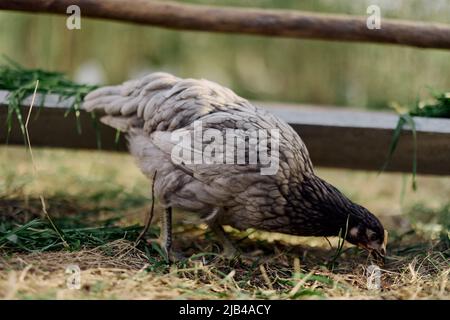 Une poule grise piquant à l'alimentation biologique fraîche d'un alimenteur de ferme tout en se tenant sur l'herbe verte dans la nature Banque D'Images