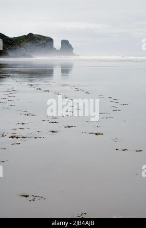 Empreintes sur te Henga, Bethells Beach, Waitakere, Auckland Nouvelle-Zélande Banque D'Images