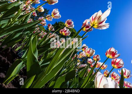 Tulipes spectaculaires au printemps, vue grand angle Banque D'Images