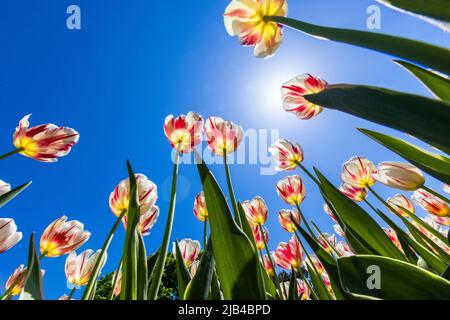 Tulipes spectaculaires au printemps, vue grand angle Banque D'Images