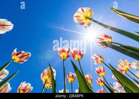Tulipes spectaculaires au printemps, vue grand angle Banque D'Images