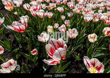 Tulipes spectaculaires au printemps, vue grand angle Banque D'Images